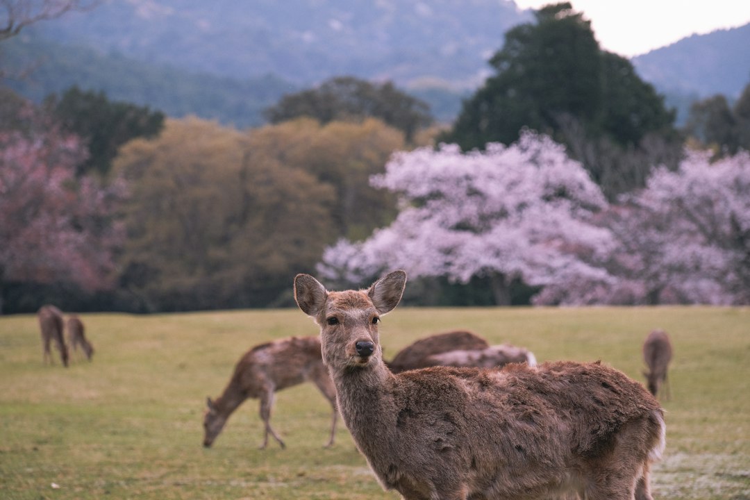 奈良公園で草を食べる鹿